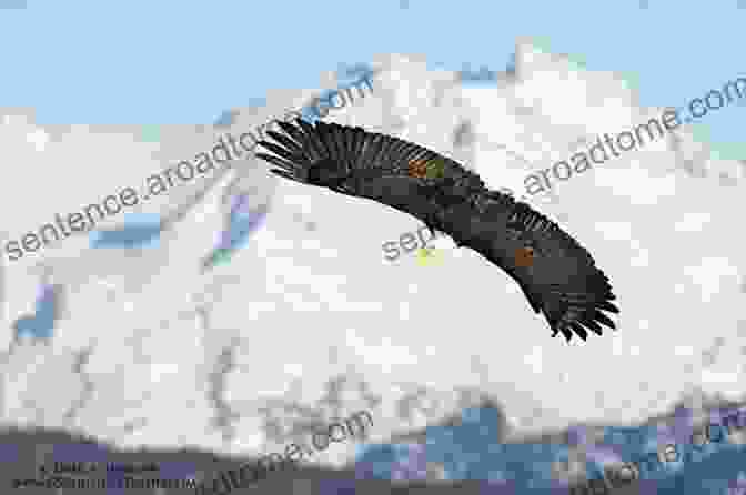 A Bald Eagle Soaring Above A Mountain Range The Encyclopedia Of Animal Predators: Learn About Each Predator S Traits And Behaviors Identify The Tracks And Signs Of More Than 50 Predators Protect Your Livestock Poultry And Pets