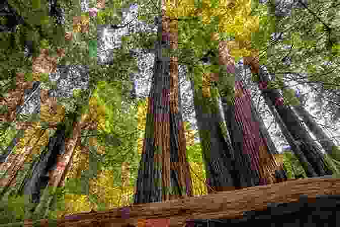 A Breathtaking Photograph Of Towering Redwood Trees, Their Crowns Reaching Towards The Sky. Redwoods Jason Chin