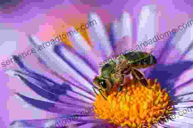 A Bright Yellow Bee Pollinating A Purple Flower Birdwatching For Kids: Looking For Pollinators (Children S Bug For Toddlers)