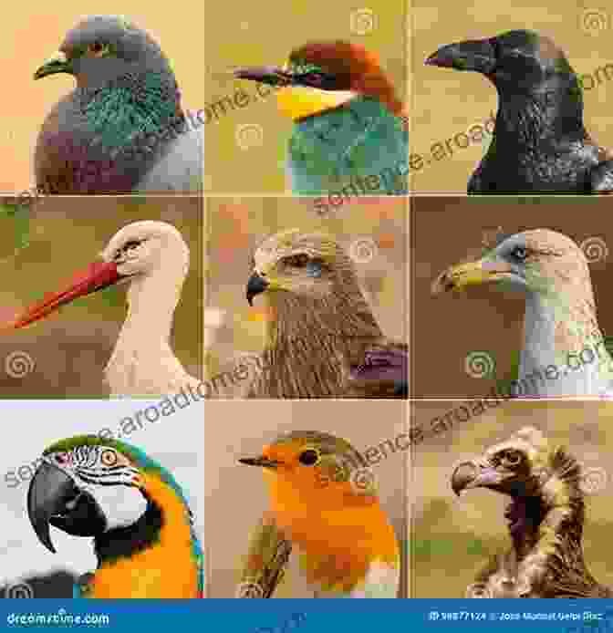 A Collage Of Images Depicting The Diverse Range Of Bird Species, Illustrating The Variations In Size, Shape, And Adaptations. The Evolution Of The Skeletal Bird