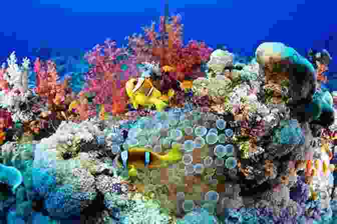 A Colorful Coral Reef Teeming With Fish And Other Marine Life. An Ocean Of Animals (Habitats Around The World)