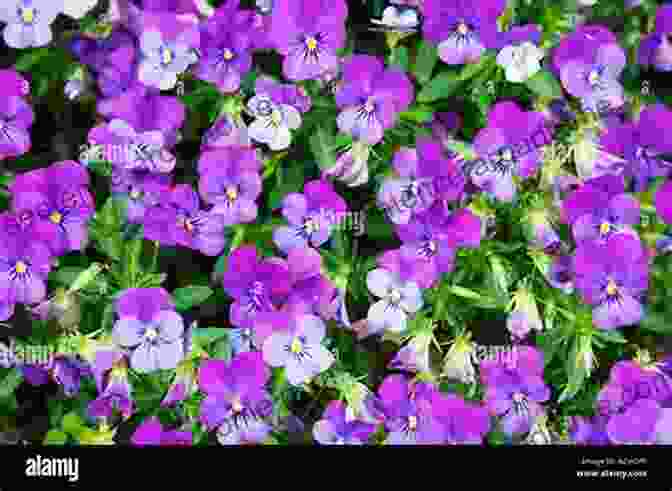 A Delicate Purple Violet Flower Blooming Amidst Lush Greenery. ABC Transportation Book: Alphabet From A To Z For Preschool (ABC 2)