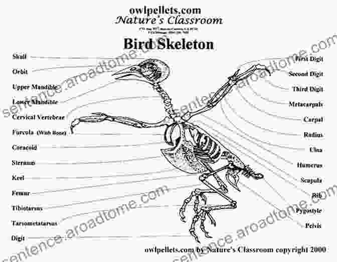 A Detailed Illustration Of A Bird Skeleton, Highlighting The Adaptations For Flight, Including Lightweight Bones And Specialized Muscles. The Evolution Of The Skeletal Bird