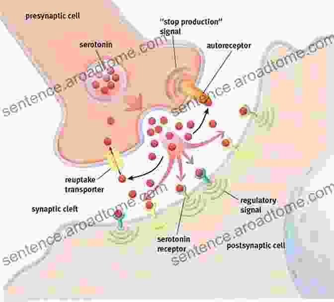 A Diagram Of Serotonin Neurotransmitters Better Living Through Neurochemistry A Guide To The Optimization Of Serotonin Dopamine And The Neurotransmitters That Color Your World