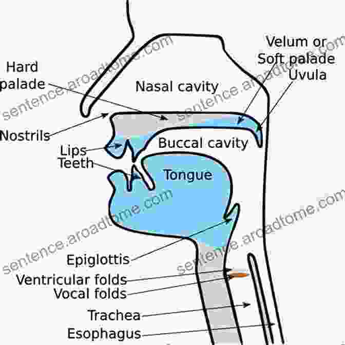 A Diagram Of The Human Vocal Tract, Illustrating The Different Articulators Involved In Speech Production. The Cambridge Handbook Of Phonetics (Cambridge Handbooks In Language And Linguistics)