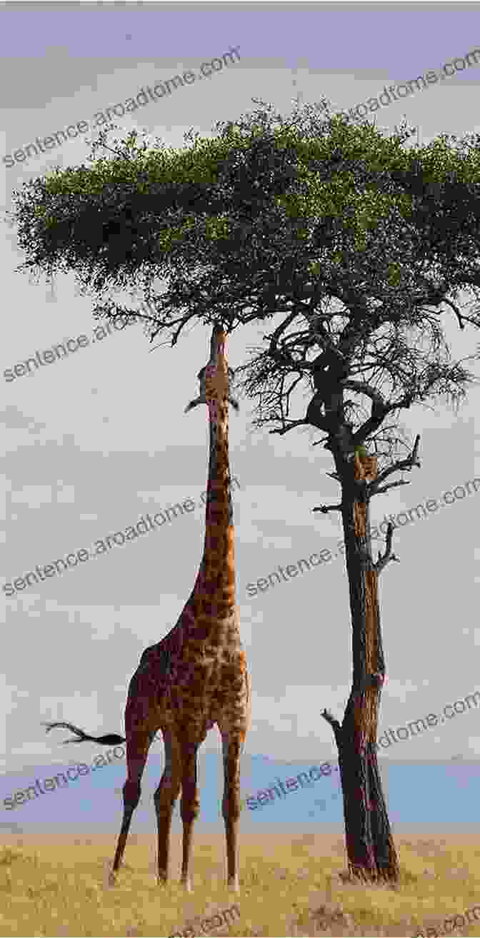 A Giraffe Stretches Its Long Neck To Reach The Leaves High In A Tree. ABC Transportation Book: Alphabet From A To Z For Preschool (ABC 2)