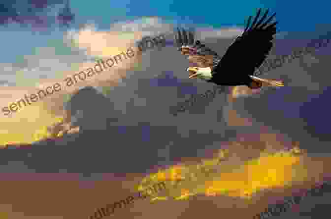 A Majestic Bald Eagle Soaring Effortlessly Above The Skies Of Acadia National Park, Its Piercing Gaze Surveying The Landscape Below. The Sacred Shore (Song Of Acadia #2)