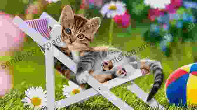 A Playful Kitten Basks In The Warm Sunshine. ABC Transportation Book: Alphabet From A To Z For Preschool (ABC 2)