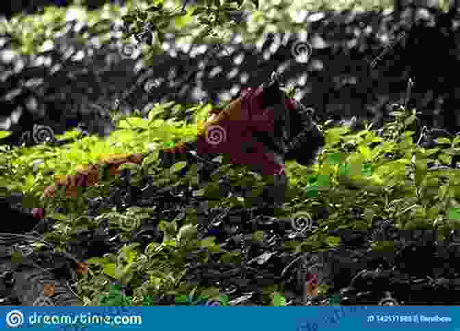 A Stealthy Tiger Hiding In The Undergrowth Of An Asian Jungle The Encyclopedia Of Animal Predators: Learn About Each Predator S Traits And Behaviors Identify The Tracks And Signs Of More Than 50 Predators Protect Your Livestock Poultry And Pets