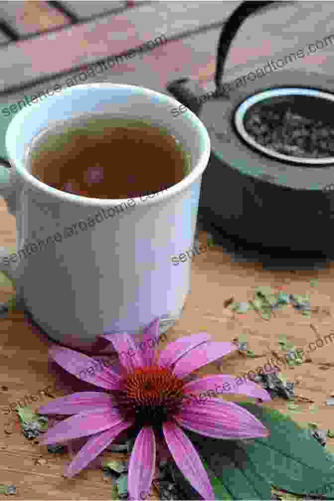 A Steaming Cup Of Echinacea Tea With Dried Echinacea Flowers Healing Teas: A Practical Guide To The Medicinal Teas Of The World From Chamomile To Garlic From Essiac To Kombucha