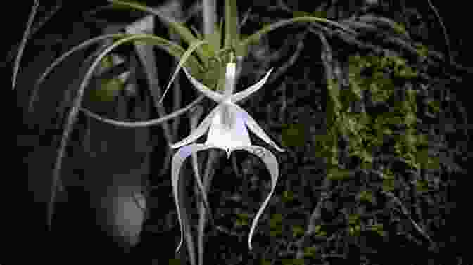 A Stunning Photograph Of The Ghost Orchid, Showcasing Its Ethereal Beauty. The Scent Of Scandal: Greed Betrayal And The World S Most Beautiful Orchid (Florida History And Culture)