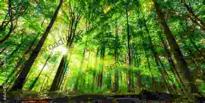 A Tranquil Forest Scene With Sunbeams Filtering Through The Canopy, Illuminating Lush Undergrowth And A Winding Path Mother Nature S Whisper: Inspire Kids To Love Nature And Outdoor Play