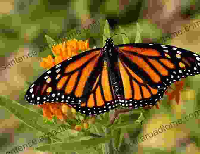 A Vibrant Butterfly With Orange And Black Wings Perched On A Pink Flower Birdwatching For Kids: Looking For Pollinators (Children S Bug For Toddlers)