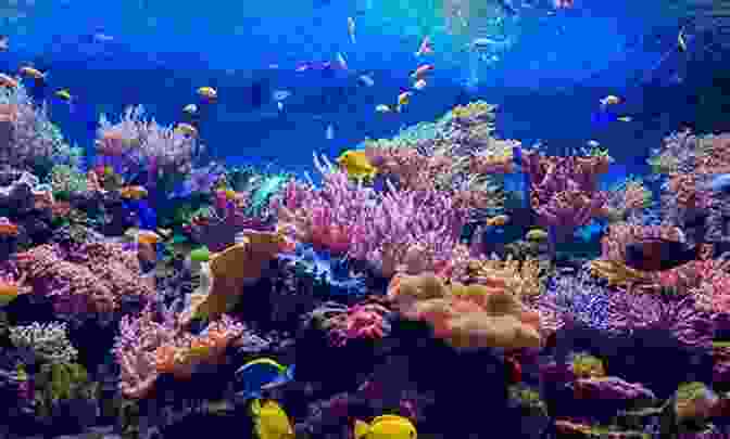 A Vibrant Underwater Scene With Colorful Fish And Coral Reefs Coral Reefs: A Journey Through An Aquatic World Full Of Wonder