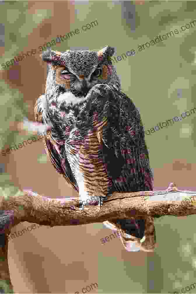 A Wise Owl Perched On A Tree Branch, Its Eyes Piercing The Darkness. ABC Transportation Book: Alphabet From A To Z For Preschool (ABC 2)