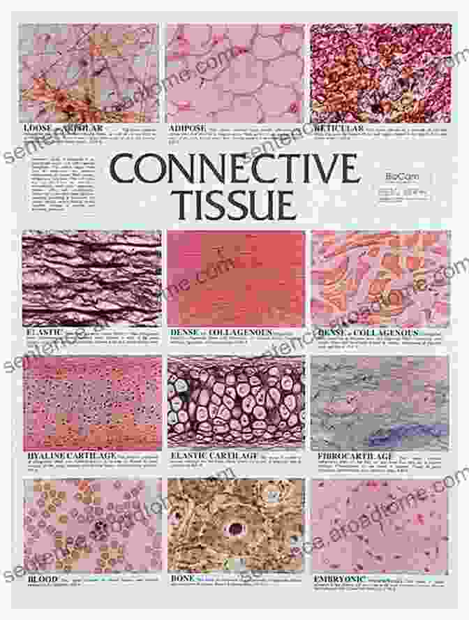 Applications Of Connective Tissue Research In Clinical Practice Connective Tissue: Histophysiology Biochemistry Molecular Biology