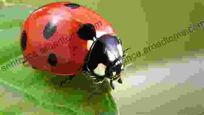 Delighted Ladybug With Red Spots On A Green Leaf Number Tales: Six Cheers For Ladybug