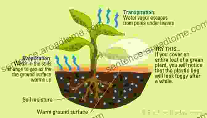 Diagram Explaining Surface Runoff And The Process Of Transpiration In Plants The Water Cycle (Earth S Processes)