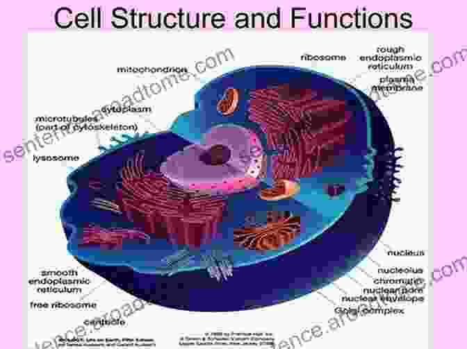 Diagram Illustrating The Cellular Structure Of The Universe The Cellular Cosmology Markus Friedrich