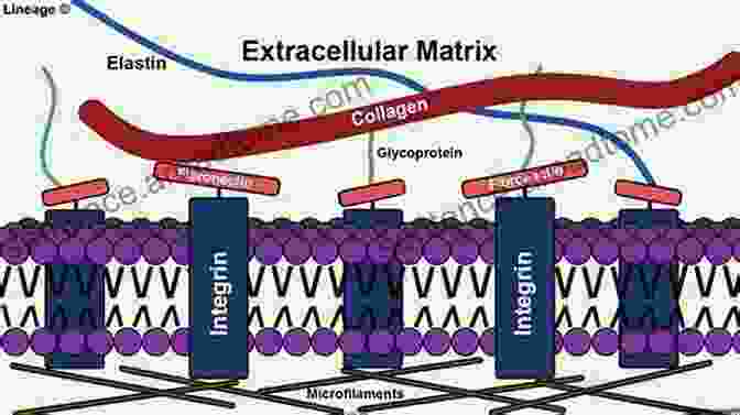 Diagram Illustrating The Synthesis And Degradation Of Extracellular Matrix Components Connective Tissue: Histophysiology Biochemistry Molecular Biology