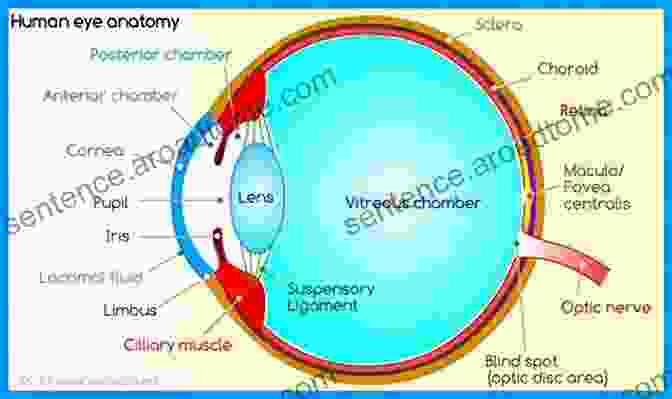 Diagram Of The Anatomy Of The Human Eye, Highlighting The Structures Involved In Vision. The Practical Management Of Visual Impairment