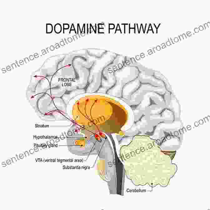 Diagram Of The Brain's Reward Pathway, Highlighting The Role Of Dopamine In Food Addiction Food Junkies: The Truth About Food Addiction