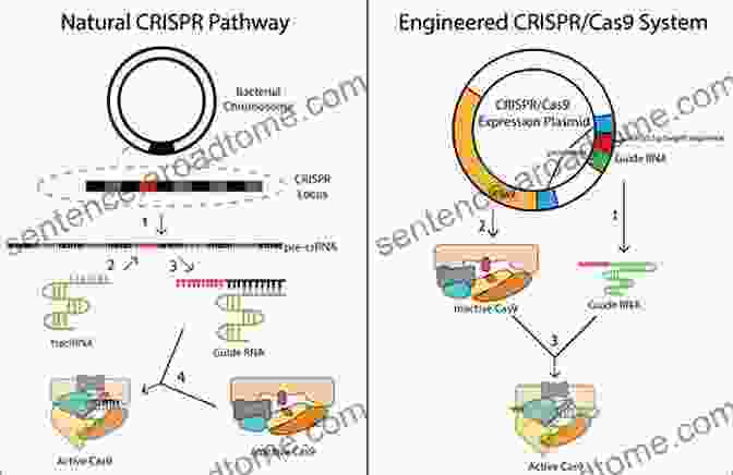 Diagram Of The CRISPR Cas9 Gene Editing System Modern Prometheus: Editing The Human Genome With Crispr Cas9