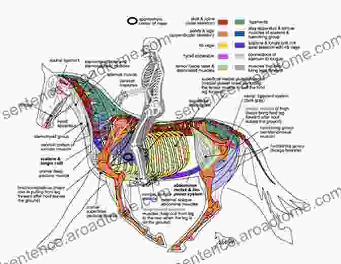 Diagram Of The Equine Locomotor System Essentials Of Clinical Anatomy Of The Equine Locomotor System