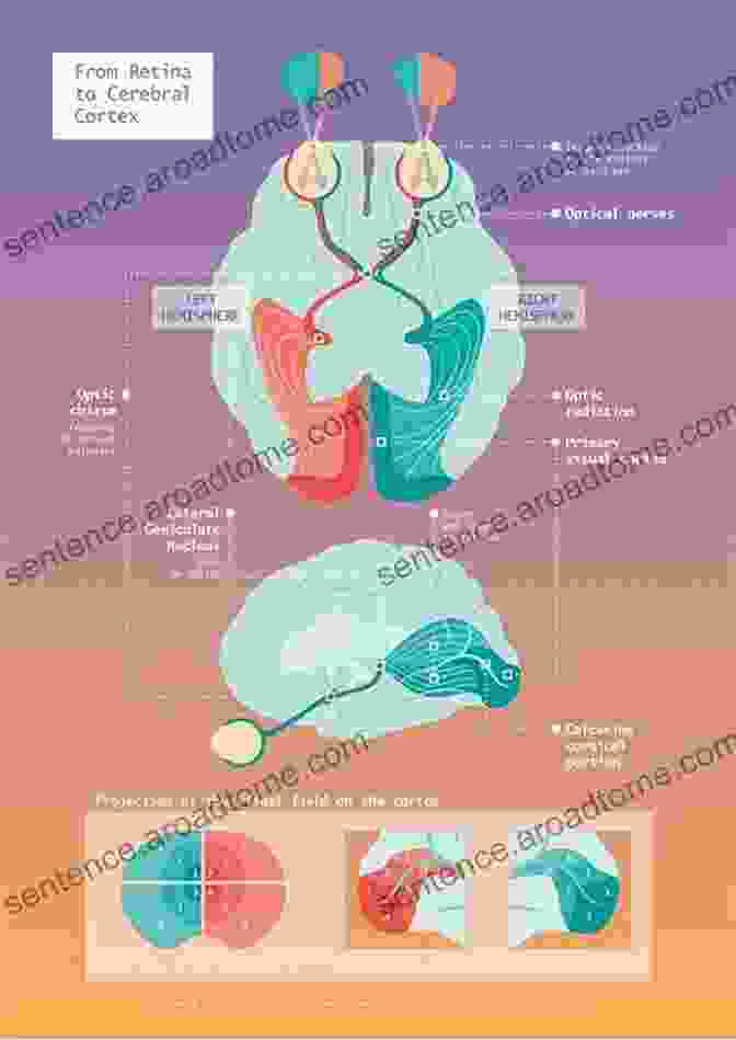 Diagram Of The Neuroanatomy Of Vision Neurology Of Vision And Visual DisFree Downloads (ISSN 178)