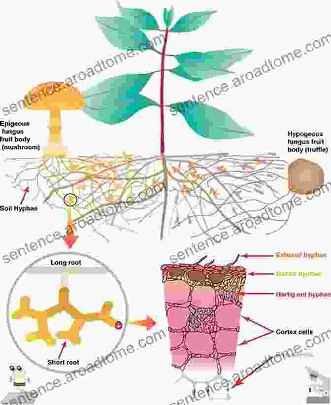 Ectomycorrhizal Fungi Forming A Network Of Hyphae In The Soil Diversity And Biotechnology Of Ectomycorrhizae (Soil Biology 25)