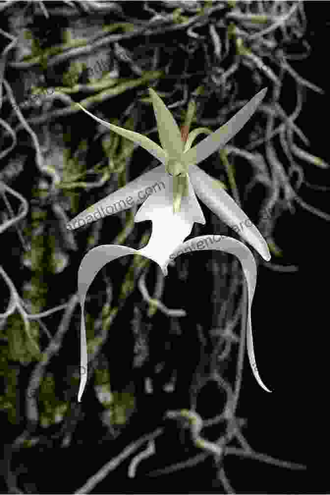 Ghost Orchid Scary Plants (Smithsonian) Janet Lawler