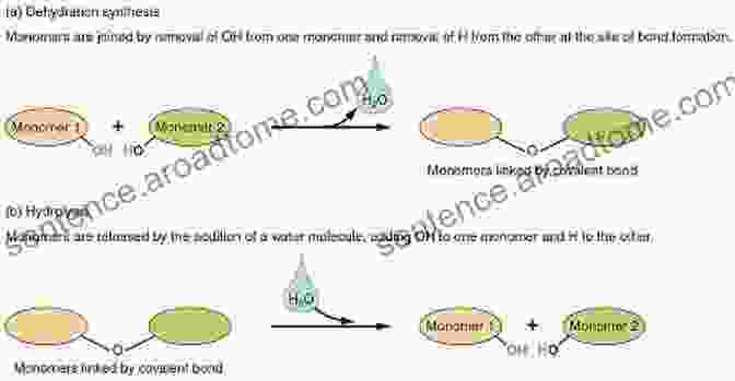 Hydration Of Bio Macromolecules Neutron Protein Crystallography: Hydrogen Protons And Hydration In Bio Macromolecules (International Union Of Crystallography Monographs On Crystallography 25)