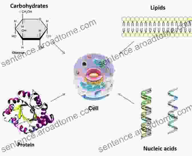 Hydrogen Bonding In Bio Macromolecules Neutron Protein Crystallography: Hydrogen Protons And Hydration In Bio Macromolecules (International Union Of Crystallography Monographs On Crystallography 25)