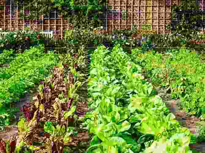 Image Of Two Rows Of Vegetables Planted Side By Side In A Garden Roses Love Garlic: Companion Planting And Other Secrets Of Flowers