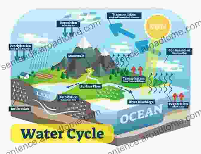 Infographic Highlighting The Importance And Benefits Of The Water Cycle For Earth's Ecosystems The Water Cycle (Earth S Processes)