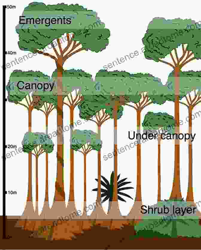 Layers Of The Tropical Rainforest Tropical Rainforest: Discover Pictures And Facts About The Tropical Rainforest For Kids