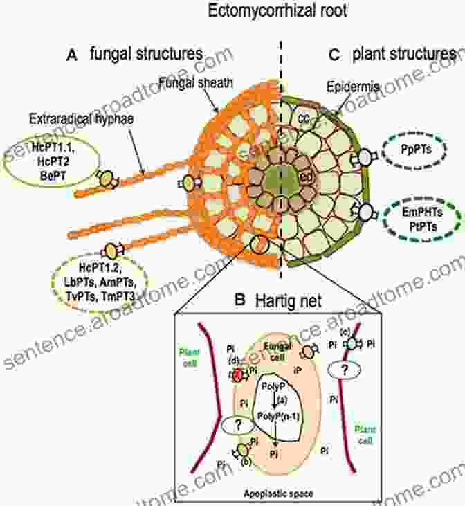 Microscopic Image Of Ectomycorrhizal Fungi Forming A Sheath Around A Plant Root Diversity And Biotechnology Of Ectomycorrhizae (Soil Biology 25)