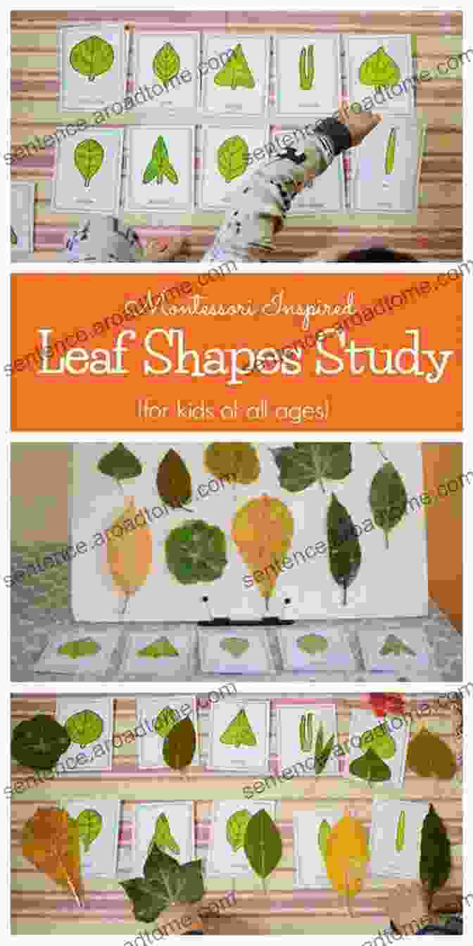 My First Montessori Of Leaf Shapes Primary Sensorial Book Featuring A Vibrant Collection Of Leaf Shapes My First Montessori Of Leaf Shapes (Primary Sensorial)