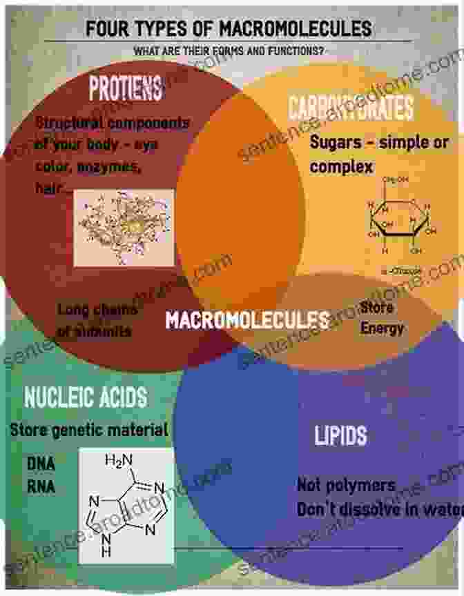 PH Dependence Of Bio Macromolecules Neutron Protein Crystallography: Hydrogen Protons And Hydration In Bio Macromolecules (International Union Of Crystallography Monographs On Crystallography 25)