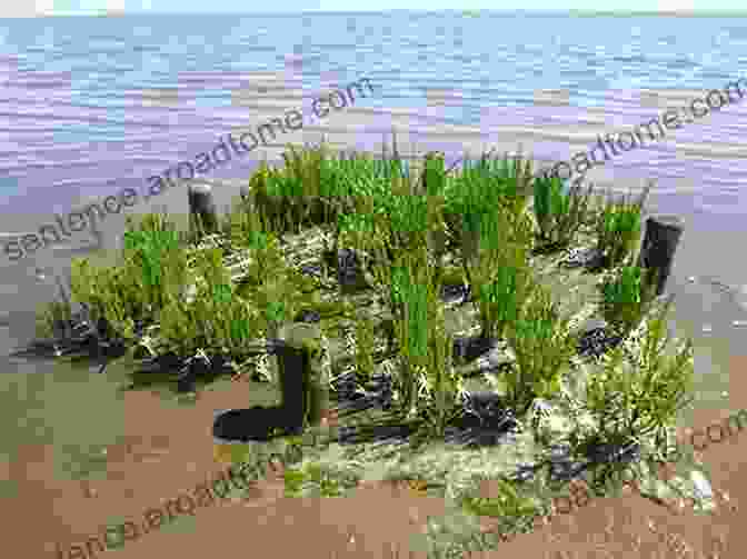 Photo Of A Restored Salt Marsh With Newly Planted Vegetation High Resolution Morphodynamics And Sedimentary Evolution Of Estuaries (Coastal Systems And Continental Margins 8)