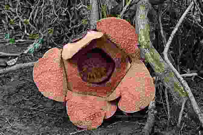 Rafflesia Scary Plants (Smithsonian) Janet Lawler