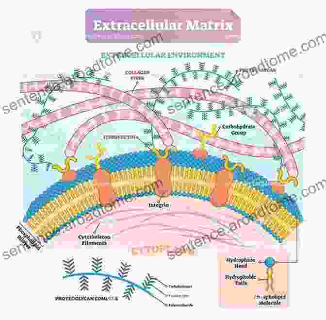 Schematic Representation Of Extracellular Matrix Components Connective Tissue: Histophysiology Biochemistry Molecular Biology