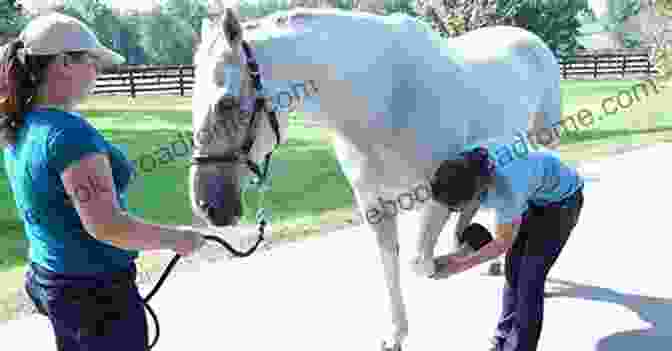 Veterinarian Examining A Horse For Lameness Essentials Of Clinical Anatomy Of The Equine Locomotor System