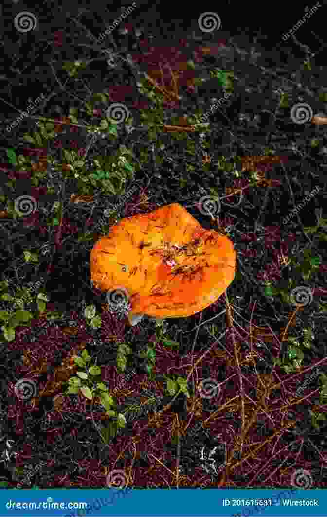 Vibrant Mushroom Growth In A Damp Forest Remarkable Plants: Weird Trivia Unbelievable Facts To Test Your Knowledge About Fungi Flowers (Challenge Yourself 3)