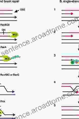 Genome Stability: DNA Repair And Recombination